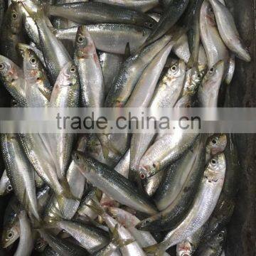 2016 On Sale Best Price Frozen Sardines photo-4