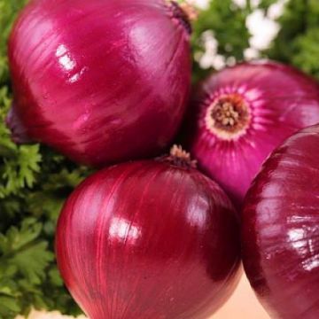 Fresh Wholesale Organic Onions Red Onion Fresh Onion Price New Work Red Onion Exit