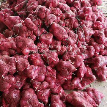 Fresh Onion photo-4