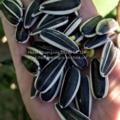 SX No.6 Hybrid Sunflower Seeds for Planting Broomrape Resistant photo-3