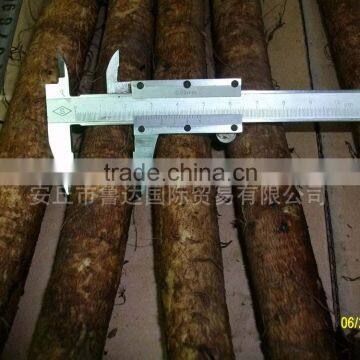 2013 Fresh Chinese Burdock for Sales