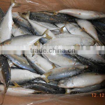 INDIAN MACKEREL