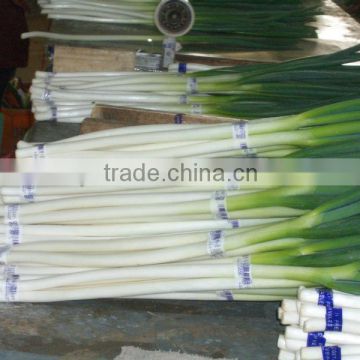 new crop fresh scallions for wholesale