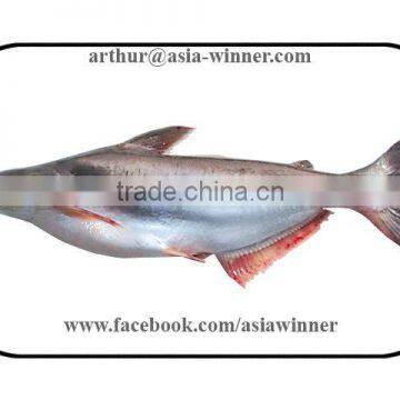 Pangush Gutted Gilled (Pangasius pangasius)