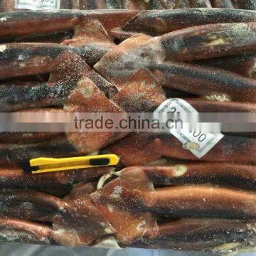 Chinenisis Loligo Squid