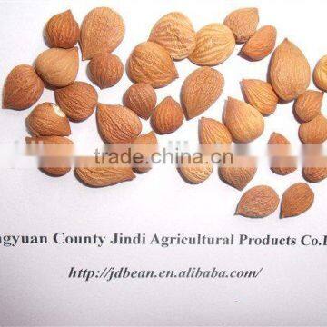Best Price Common Bitter Apricot Kernel photo-4