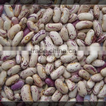 Light Speckled Kidney Beans long shape/Rose Coco Beans