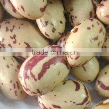 Crop 2010 Round Shape light speckled kidney beans