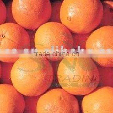 High Quality Navel Oranges