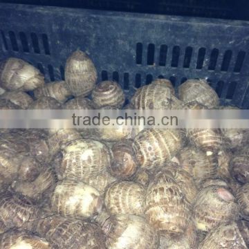 Fresh Taro 50g 60g Specification