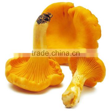 Natural Dried Chanterelle / Cantharellus Cibarius Wholesale Price