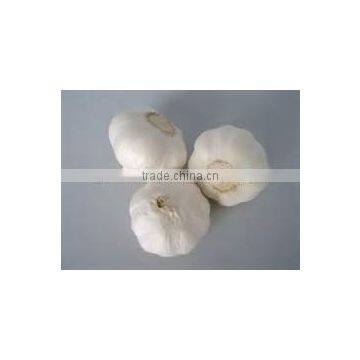 Pure White Garlic (snow White Garlic, Super White Garlic)