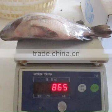 Frozen Tilapia photo-6