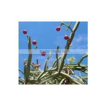 Cissus Extract photo-3