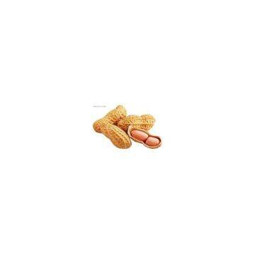 round type peanut kernels