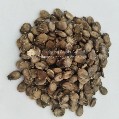 Wholesale Hybrid Watermelon Seeds for Sale photo-2