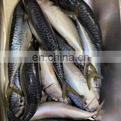 Raw Frozen Pacific Mackerel Fish Whole Round for Export photo-3
