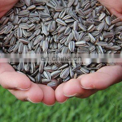 Manufacturer Roasted and Salted Sunflower Seeds Sunflower Roasted Seed for United Kingdom photo-3