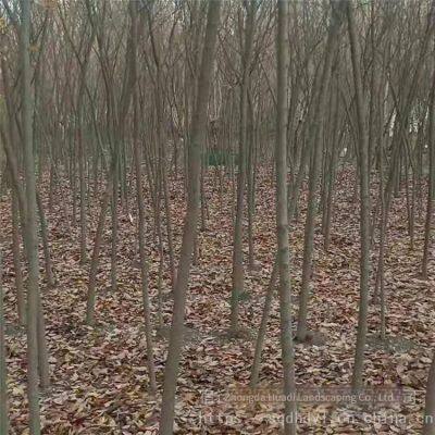 Red Beech Tree photo-2