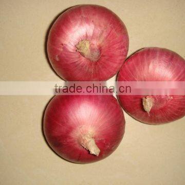 Common Cultivation Type and Liliaceous Vegetabless Product Type Big Onion