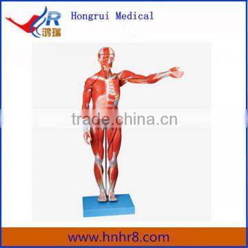 Full Body Male Muscles Anatomical Model