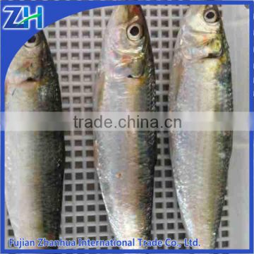 Frozen Sardine Sardinops Melanosticta 30-50G