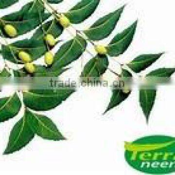 Raw Neem Oil