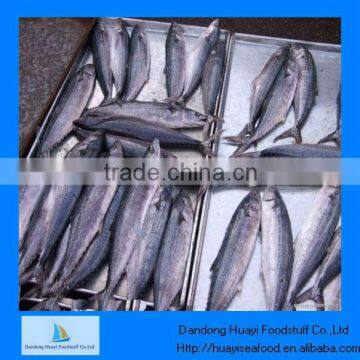 Good quality norway pacific mackerel fish