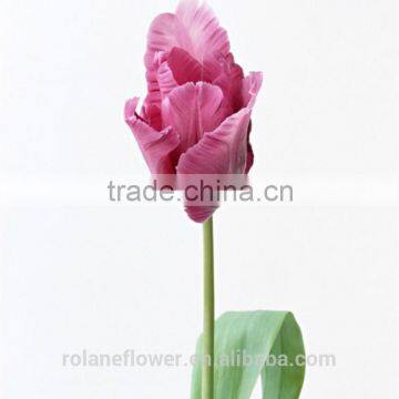 Top Quality Fresh Cut Pueple Tulip Flower for Wholesale photo-3