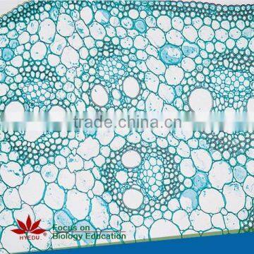 Plant & Anther Meiosis Prepared Slides Individual microscope prepared slide