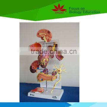 Low Priced Heart Beat and Blood Circulation Electric Model photo-4