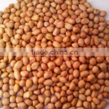 Indian Peanut Supplier