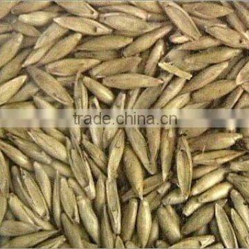 BAMBOO SEED