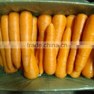 2014 Shandong new crop Fresh Carrot in different pack