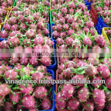 Fresh Dragon Fruit photo-6