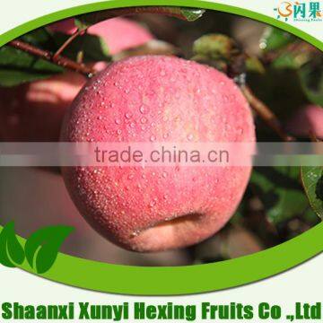 2015 Chinese best price Qinguan apple