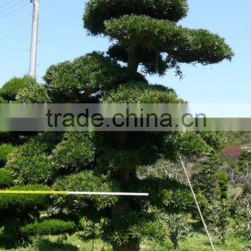 Large Outdoor Bonsai Trees Made in Japan