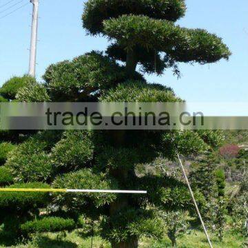 Made in Japan Products Big Live Bonsai Tree