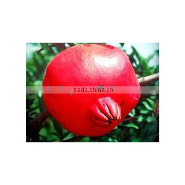 2014 High Quality pomegranate extract Ellagic Acid and Punicalagins-pomegranate tea