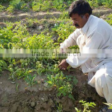 ROCKY F1 Hybrid Tomato Seeds