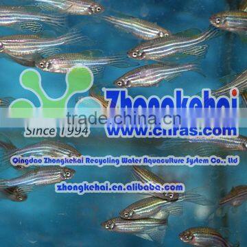 Amphioxus farming system--research-based type