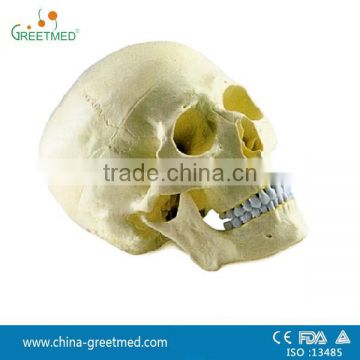 medical anatomical plastic human skull model for sale