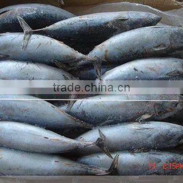 Sarda Chiliensis - Eastern Pacific Bonito 1000g+ photo-3