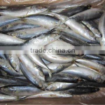 New Seafrozen mackerel load nov 28th