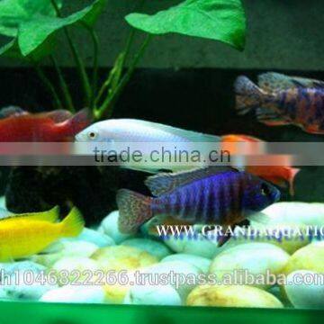 Malawi Cichlid Fish Farm For Sale and Export photo-3
