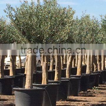 Olive Tree Young Skin Trunk - Olea Europaea "Andalucia" photo-3