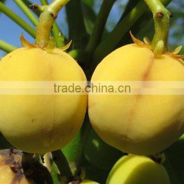 Jatropha Curcus