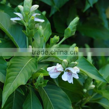 Superior Grade Malabar Nut At Your Door Step