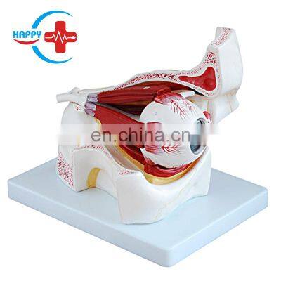 HC-S258 Human eyeball structure enlarged anatomy teaching model