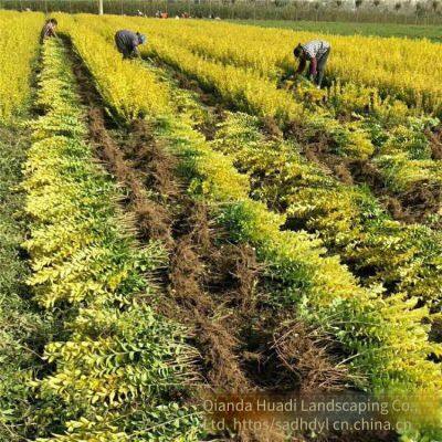 in the Shuyang Area, the Price of Centimeter-sized Golden Privet Seedlings is Cheap and the Survival Rate is High. photo-5